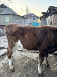 купить породистую кошку: Продаю | Тёлка | Симментальская | Для разведения | Не стельные — 6