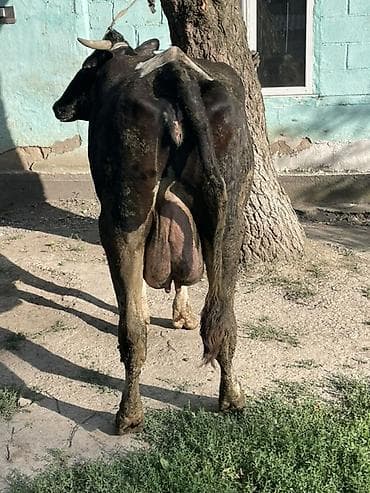 коровы молоко: Продаю | Корова (самка) | Голштин | Для молока — 5