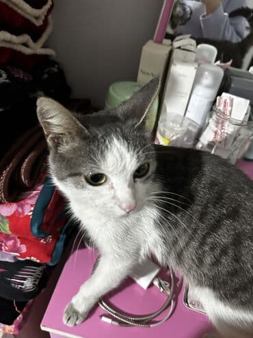 вислоухий кот бишкек: Кошка даром: Беспородная, Девочка, Приучена к лотку — 9