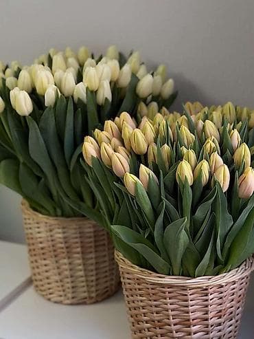 острый: Тюльпаны с собственной теплицы - Срезные тюльпаны прямого — 2