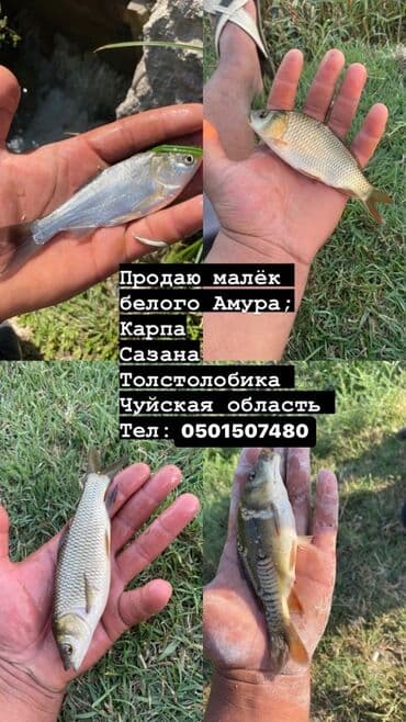 аквариум jebo: Продаю малёк
Карп 
Сазан
Белый Амур 
Толстолоб 
В любом количестве — 1