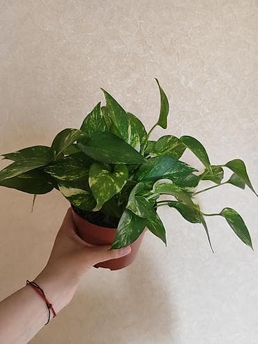 Комнатные растения: Эпипремнум (Scindapsus) aureum в горшке - Декоративнолиственное — 1