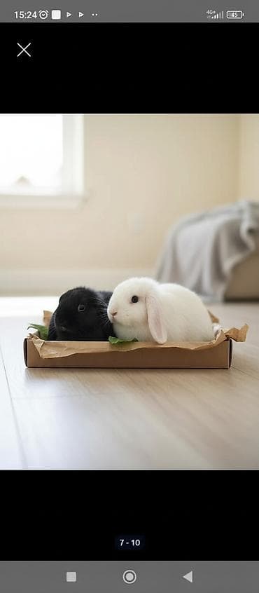 маркой свинка: Кролики декоративные, карликовая порода - вислоухие Отлично подойдут — 1