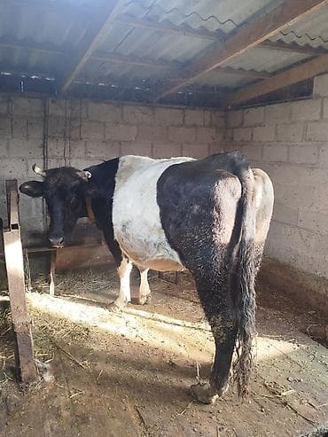 Продаю | Корова (самка) | Для молока