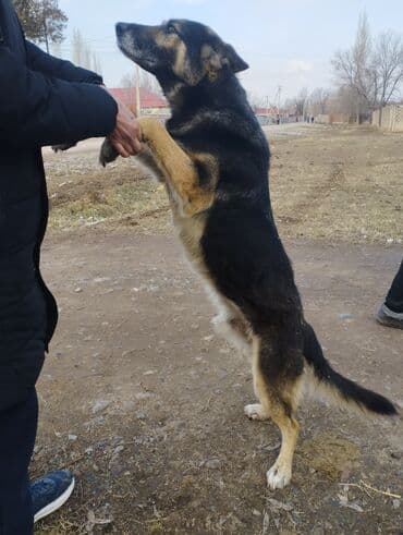 хаски щенок цена: Овчарка, 2 месяца, Самка — 3