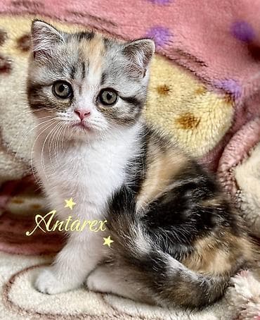 scottish fold: Скоттиш-страйт. Настоящие шотландские котята. Родители из России и — 1