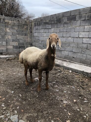 дойних коров: Продаю | Баран (самец) | Арашан | Для разведения | Осеменитель — 5