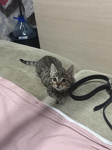 бесплатно кошка: Кошка даром: Беспородная, 3 месяца, Девочка, Приучена к лотку — 6