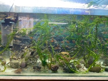 растение для аквариума: Гуппи отдам даром. Проблема: Некому следить за ними — 1