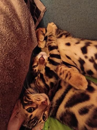 бенгальская кошка фото цена: Бенгальская, 3 месяца, Девочка, Золотая шиншилла — 3