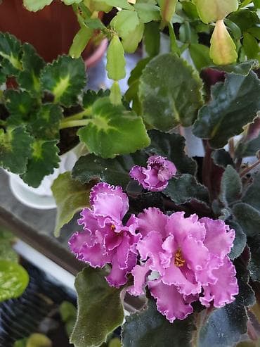 фиалку: Фиалки (сенполии) и герань (пеларгония) в горшках — комнатные цветущие — 2