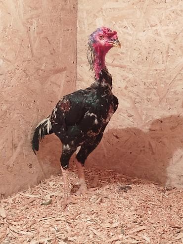 пшеница кормовая: Продаю | Куры — 1