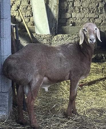 далматинец цена бишкек: Продаю | Ягненок, Баран (самец) | Арашан — 3