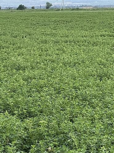 сделаю: Люцерновое сено в тюках в Сокулуке. Тюки плотные 2-3-й кос,метровые — 7