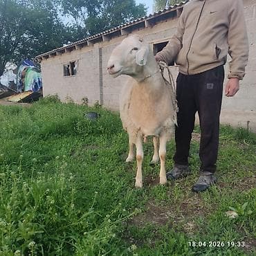 рыбы купить: Продаю | Баран (самец) — 1