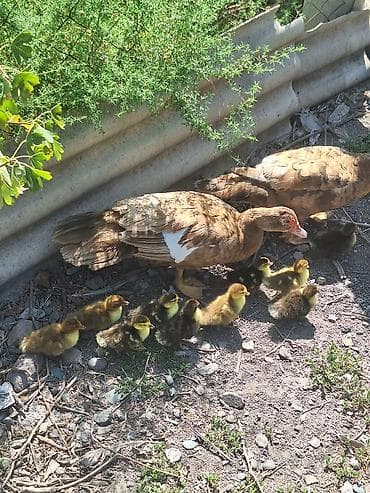 продаю гусей: Мускусные утята с наседкой 11шт - Порода: мускусная утка (индоутка) — 2