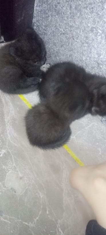 ориентал кошка: Шотландская вислоухая кошка (Scottish Fold) - Окрас — 5