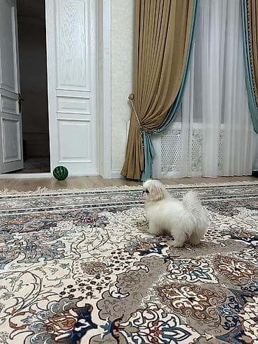 Продажа собак: Порода: декоративная мини-собака (тип пекинеса). Окрас — 3