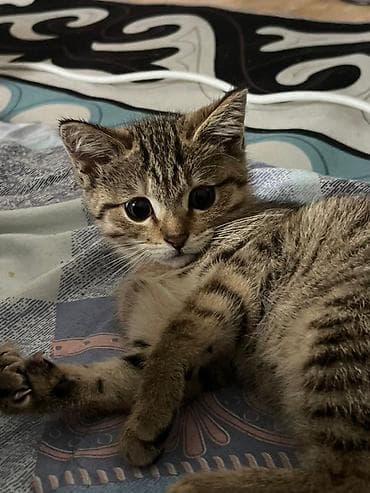 Үй жаныбарлары: Мышык бекер берилет: Скотиш Фолд (Шотландиялык шалпаң кулак), 4 айлык, Ургаачы, Аргын, Лотокко барууга үйрөтүлгөн, Курттардан тазаланган — 4