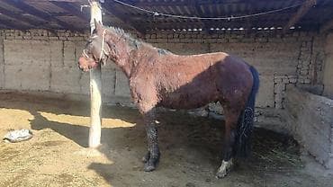 поставщики кормов для животных бишкек: Продаю | Конь (самец) | Рабочий | Мерин — 1