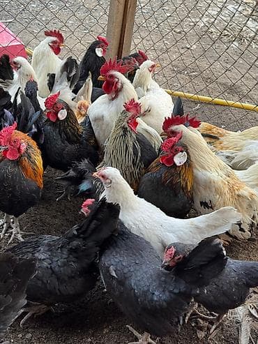Ветеринар кызматы: Продам карликовых кур бемтамок, Китайский шелк: петушки и курочки — 1