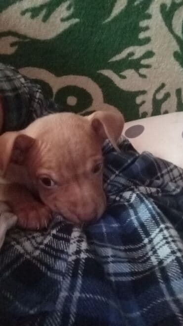 Вязка собак: 2 месяца, Самец, С прививкой — 1