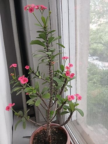 фикус чёрный принц: Молочай Миля (Euphorbia milii) в горшке - Компактный кустовидный — 1