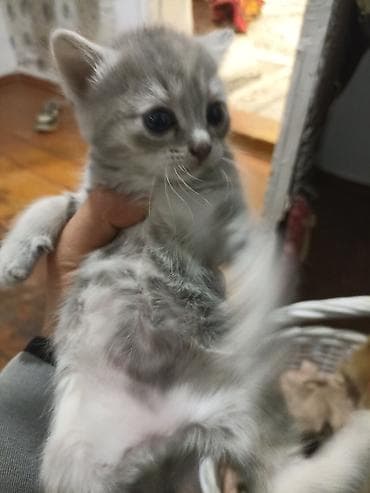 рыжие: Котята домашние, помёт из 5 малышей. Окрас на выбор: - серо-белый — 6