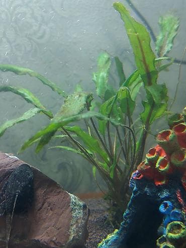 корейские апаловка: Криптокорина (Cryptocoryne, вероятно wendtii “Green/Brown”) — — 3