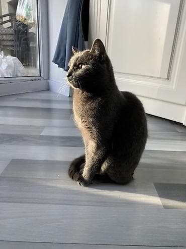 scottish fold: Кошка даром: Русская голубая, Девочка, Приучена к лотку — 2