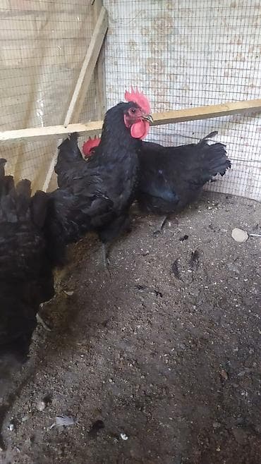 цыплята суточные: Продаю | Куры | Для разведения — 2