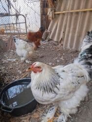 сколько стоит бульдог: Петухи брама 5 месячные в Канте,крупные на племя — 7