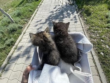 scottish fold: Отдам котят в добрые руки, мальчик и девочка 1-1,5 месяца — 5