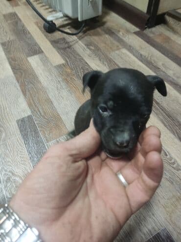 бульдог цена: Щенки К Продаже готовы Питбуль кушают самостоятельно 3500за 1 Срочно — 13