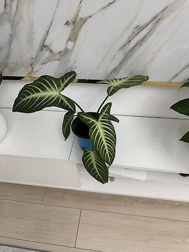 Бөлмө өсүмдүктөрү: Алоказия «Frydek» (Alocasia micholitziana ‘Frydek’) в горшке - — 1