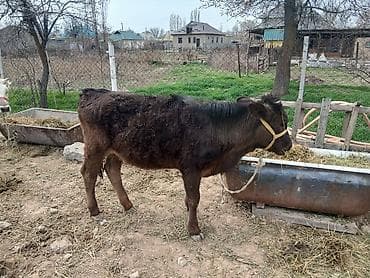 купить перепёлок: Продаю | Тёлка | Полукровка | На откорм | Привязанные — 2