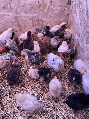 яйцо несушки: Продаю | Цыплята | Для разведения — 2