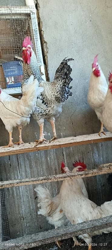 кошки сиамские: Продаю | Петух | Для разведения — 4