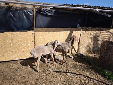 продаю чихуахуа: Продаю | Овца (самка) | Для разведения — 4