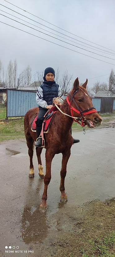 Үй жаныбарлары: Сатам | Бээ (ургаачы) | Жумушка — 1