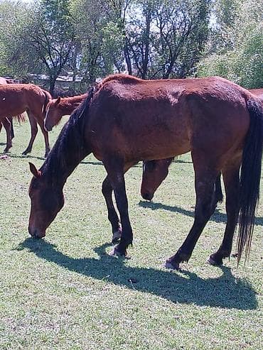 кой обмен: Продаю | Кобыла (самка) | Для разведения | Племенные, Осеменитель, Мерин — 8