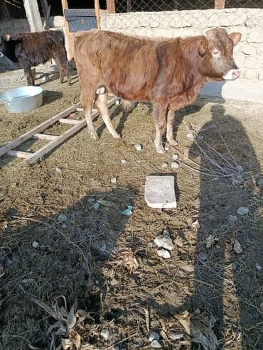 Продаю | Бык (самец), Музоо, торпок | Швицкая | На откорм, На забой, Для разведения at lalafo.kg Продаю | Бык (самец), Музоо, торпок | Швицкая | На откорм, На забой, Для разведения