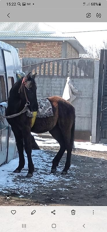 коз кой: Продаю | Жеребенок — 2