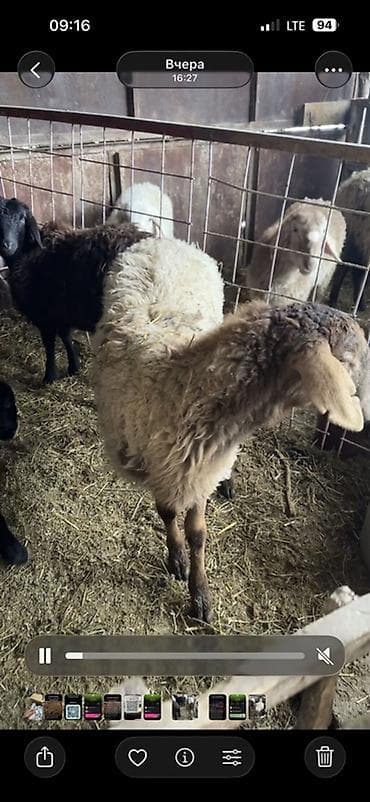 далматинец собака: Продаю | Овца (самка) | Для разведения — 2
