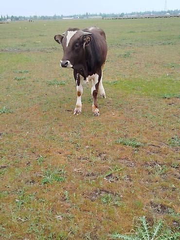 бычок ивановка: Продаю | Бык (самец) | На забой | Племенные — 3