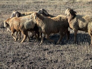 беде прес сатылат: Сатам | Ургаачы кой (ургаачы), Кочкор (эркек) | Гиссар, Арашан | Көбөйтүү үчүн | Асыл тукумдуу — 8