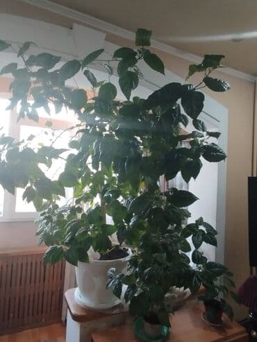 розы цветы: Крупное комнатное растение — гибискус (китайская роза) в большом белом — 2