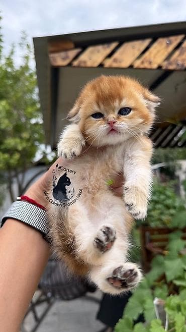 котята ош: Скотиш Фолд (Шотландская вислоухая), 1 месяц, Девочка, Золотая шиншилла, Приучена к лотку, Проглистована, С документами — 5