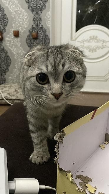 Аквариумдар: Скотиш Фолд (Шотландиялык шалпаң кулак), 1 жаш, Эркек, Боз — 2