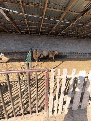 куры кант: Продаю | Овца (самка) | Арашан | Для разведения | Матка — 1